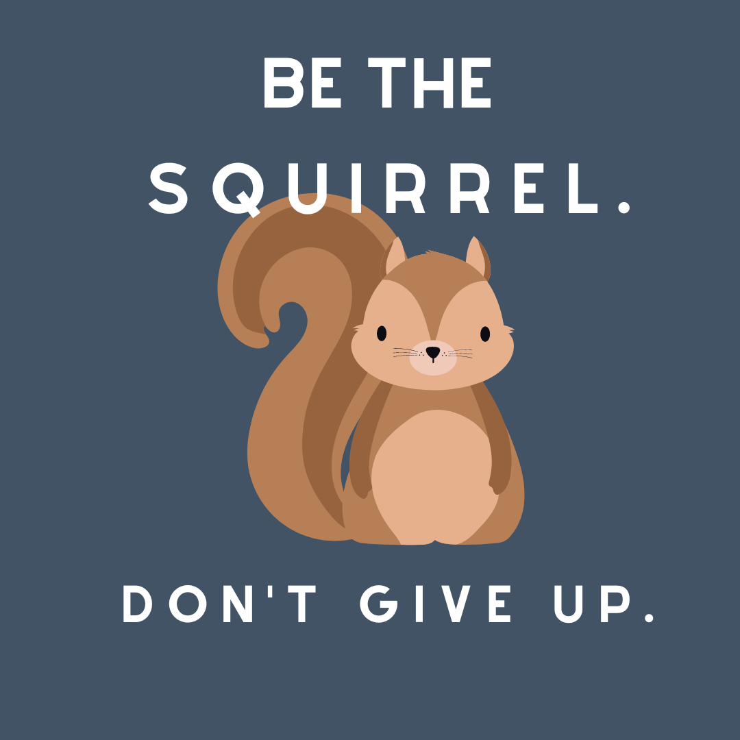 Squirrel staring at you with a lot of confidence. Text - Be the squirrel. Don't give up.